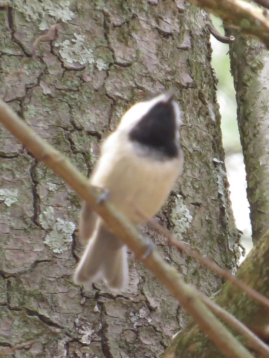 Carolina/Black-capped Chickadee - ML611561473