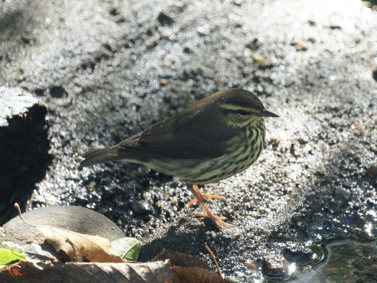 Northern Waterthrush - ML611561600