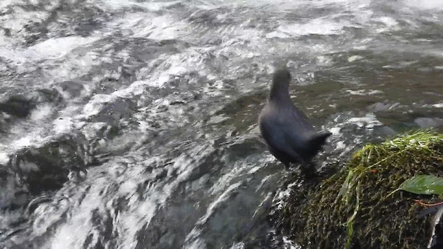 American Dipper - ML611561662