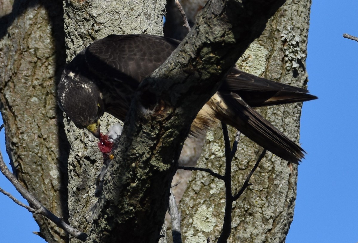 Peregrine Falcon - Jacki Gerber