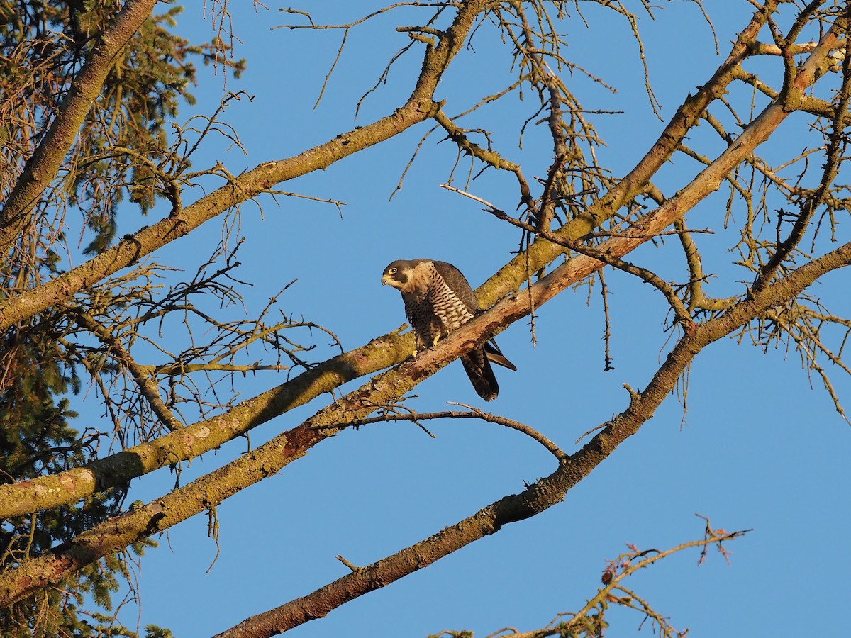 Halcón Peregrino - ML611561711