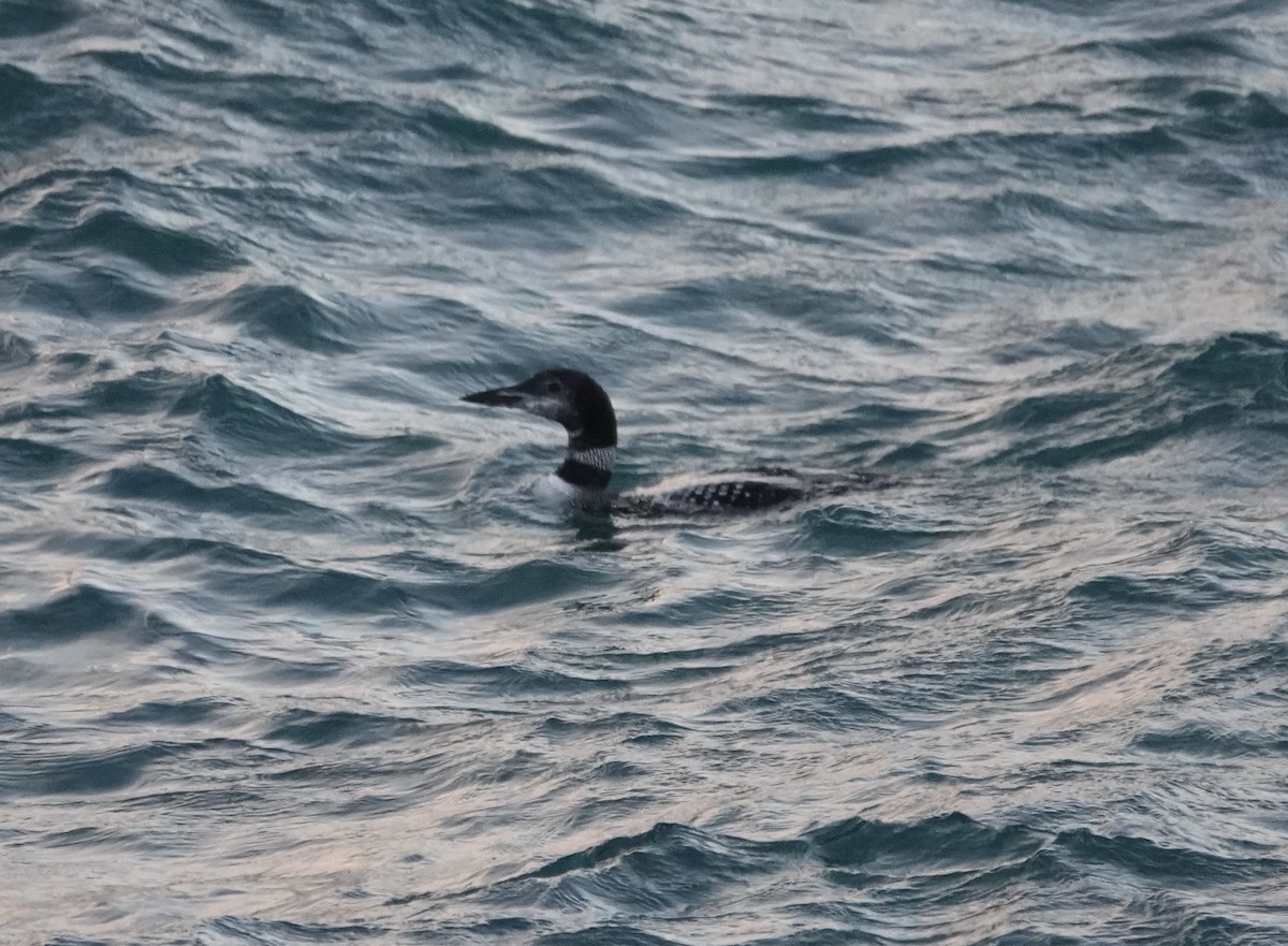 Common Loon - Dave Ebbitt