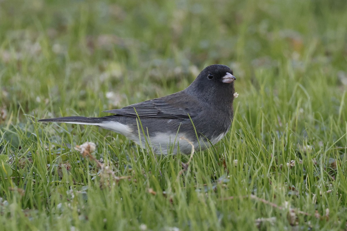 Junco ardoisé (hyemalis/carolinensis) - ML611561878