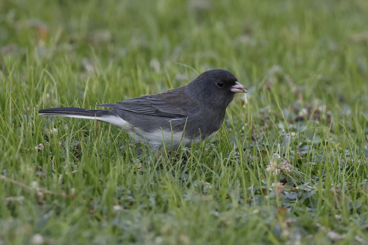 Junco ardoisé (hyemalis/carolinensis) - ML611561879