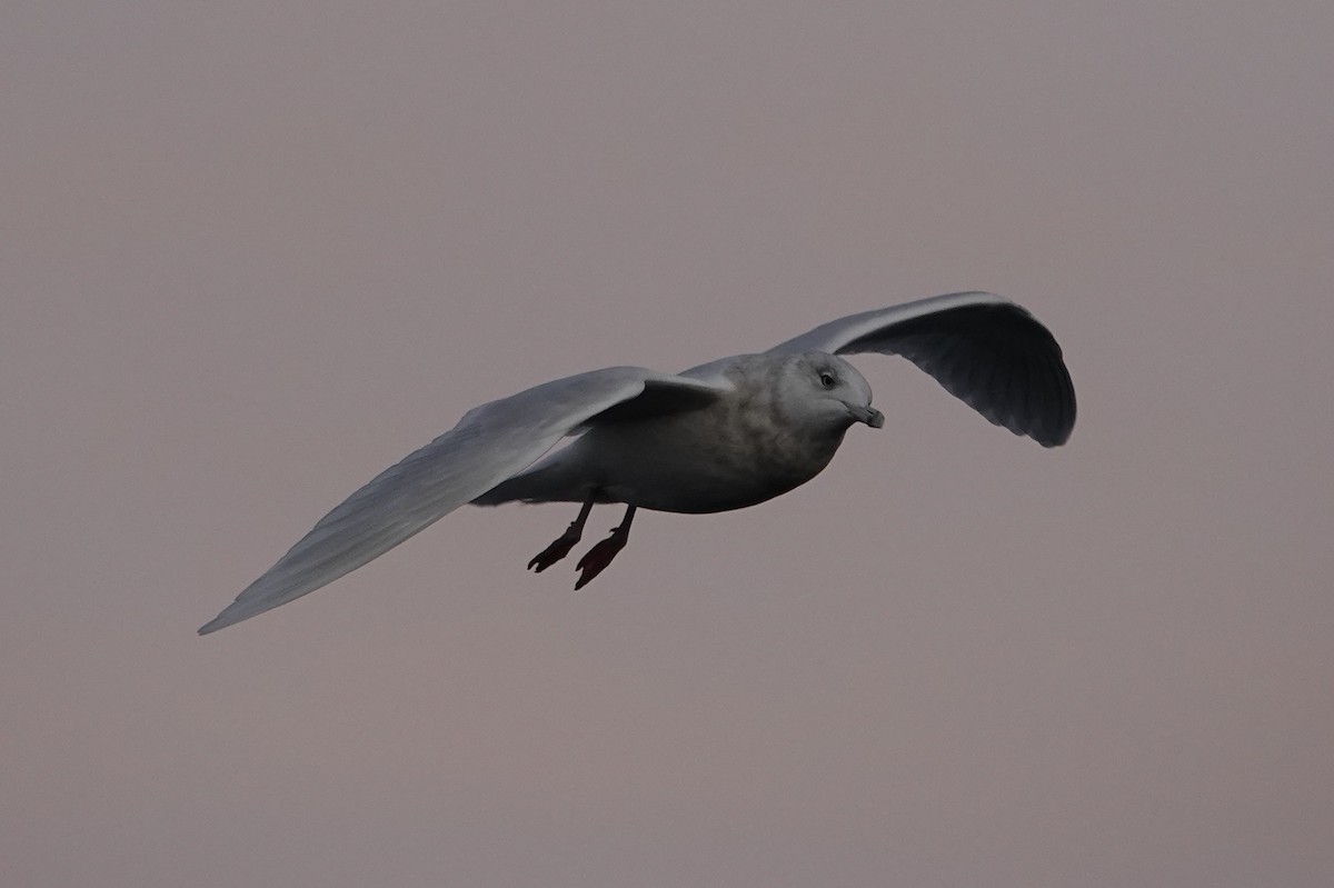 Gaviota Groenlandesa - ML611561895