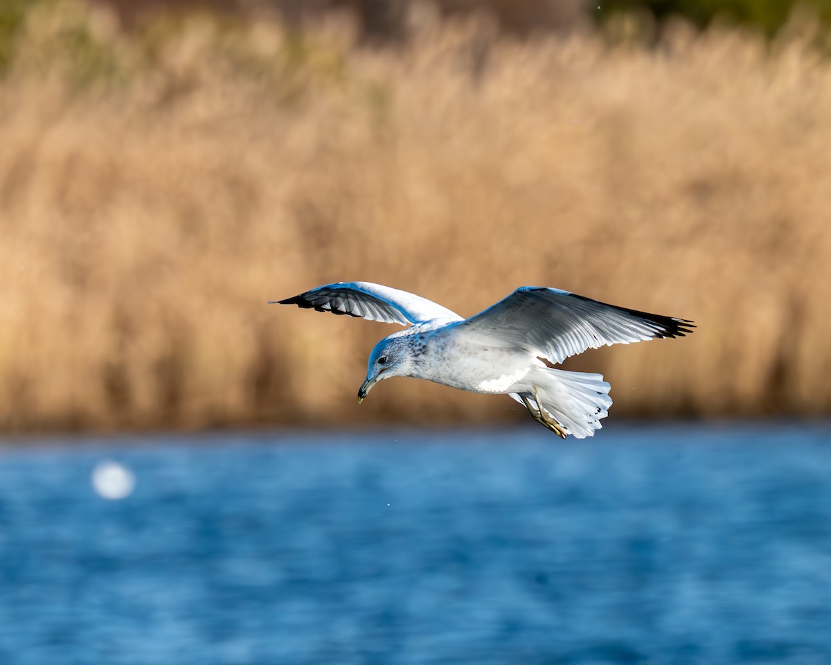 Ring-billed Gull - Peter Rosario