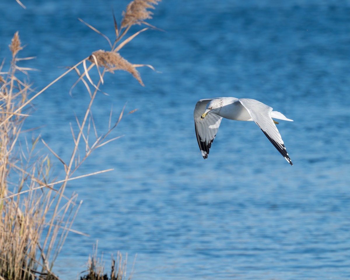 Ring-billed Gull - ML611561966