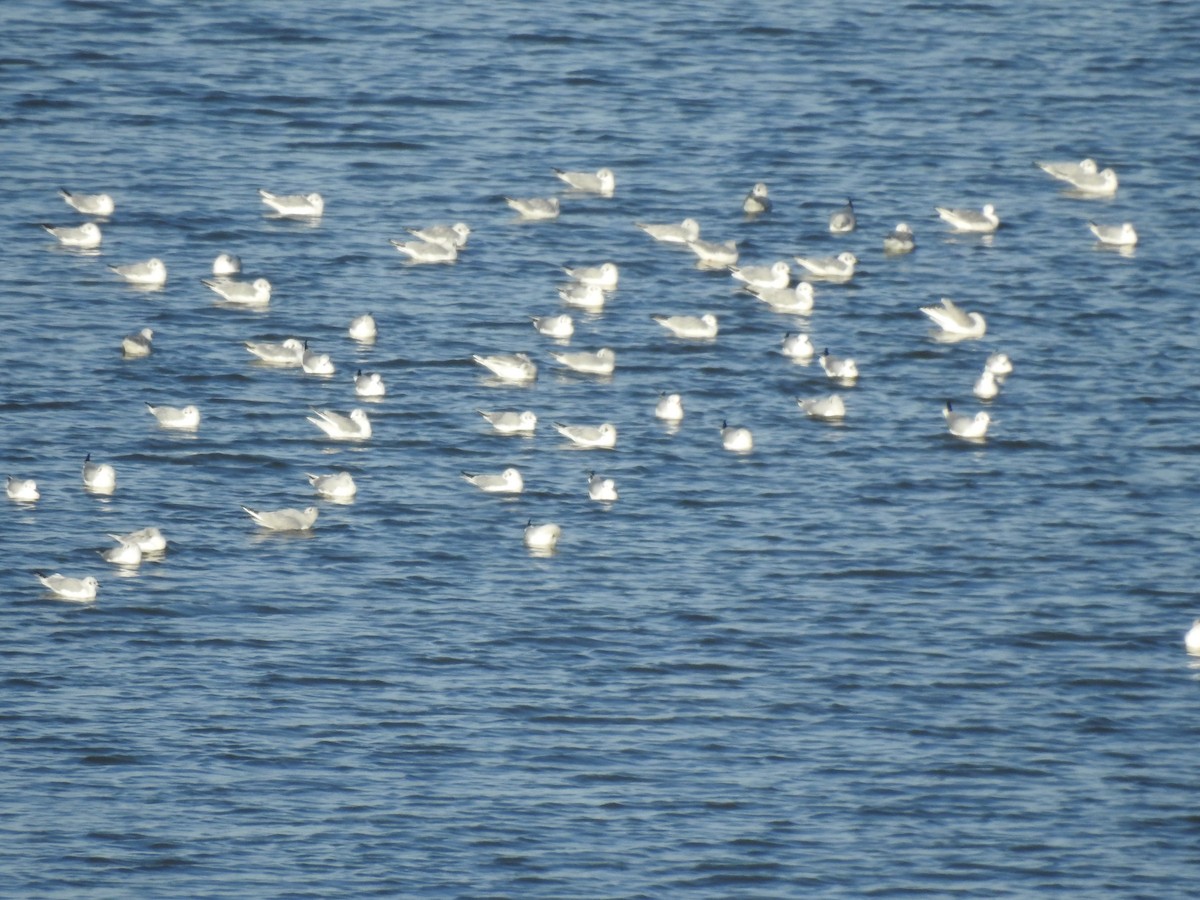 Mouette de Bonaparte - ML611562074