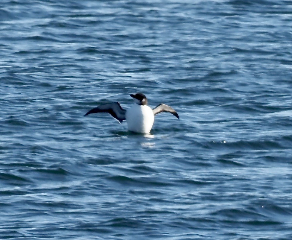 Razorbill - Jim Sparrell