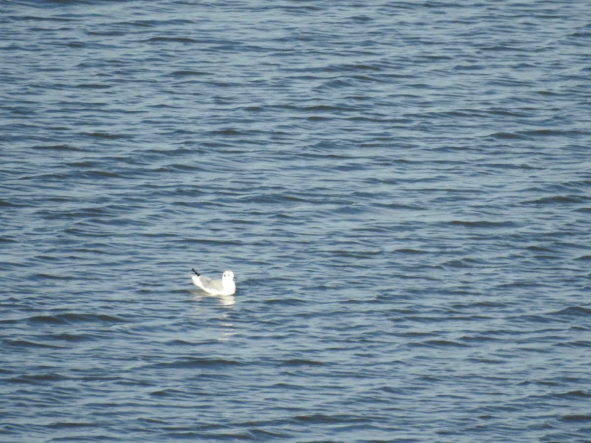 Mouette de Bonaparte - ML611562095