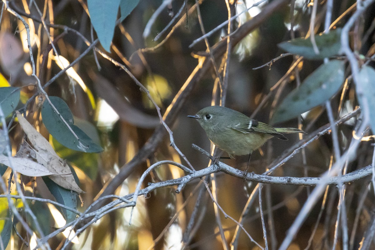 Ruby-crowned Kinglet - Tracey Celedon