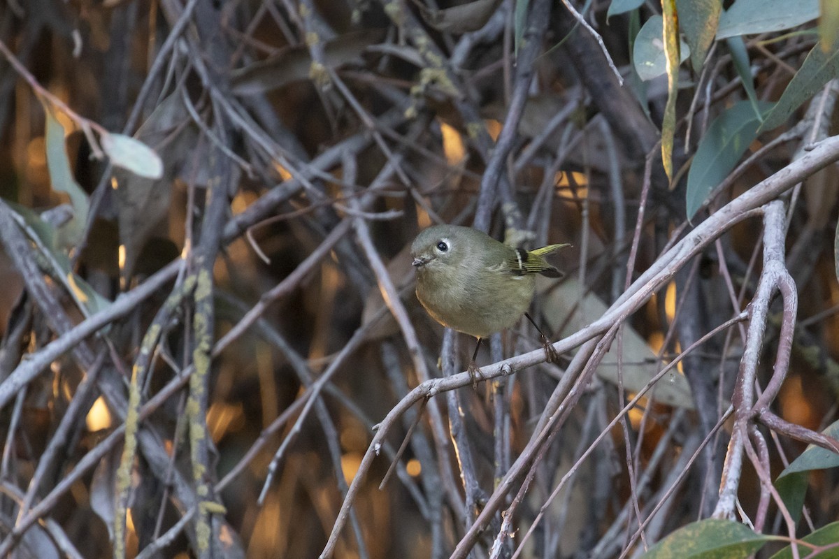 Ruby-crowned Kinglet - Tracey Celedon