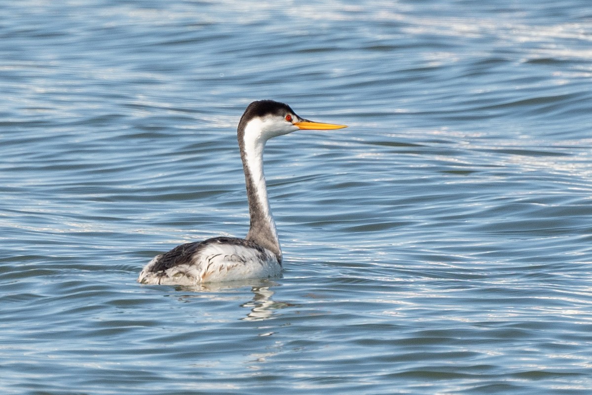 Clark's Grebe - ML611562190