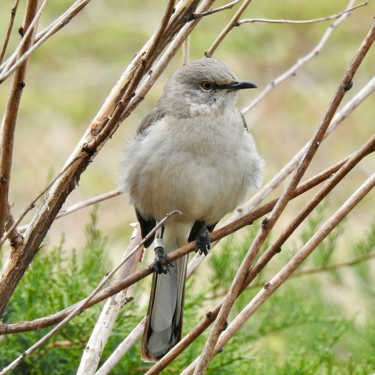 Northern Mockingbird - ML611562248