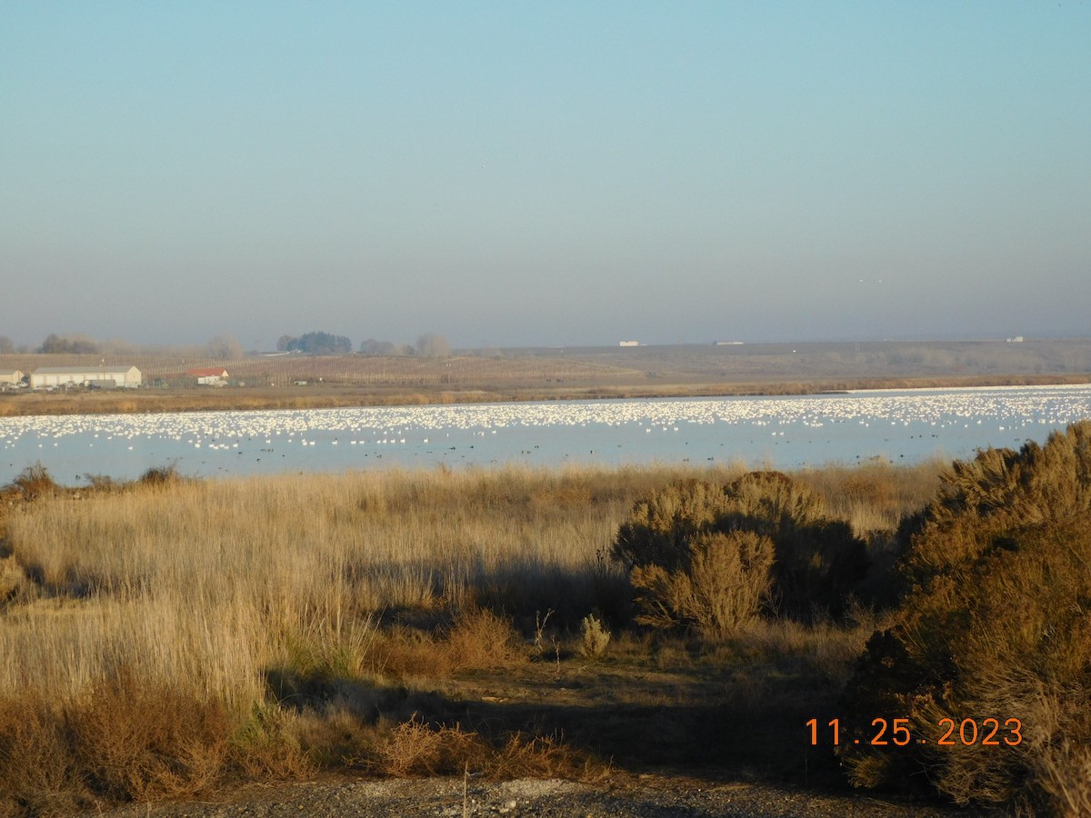 Snow Goose - Wally Tomlinson