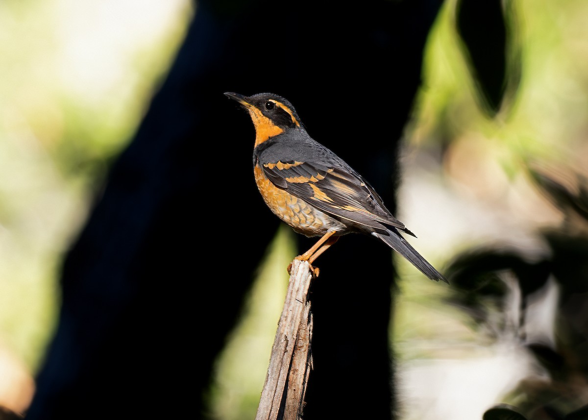 Varied Thrush - Julio Mulero