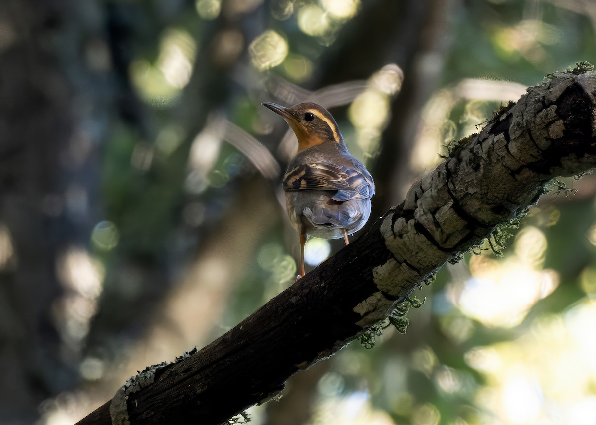 Varied Thrush - Julio Mulero