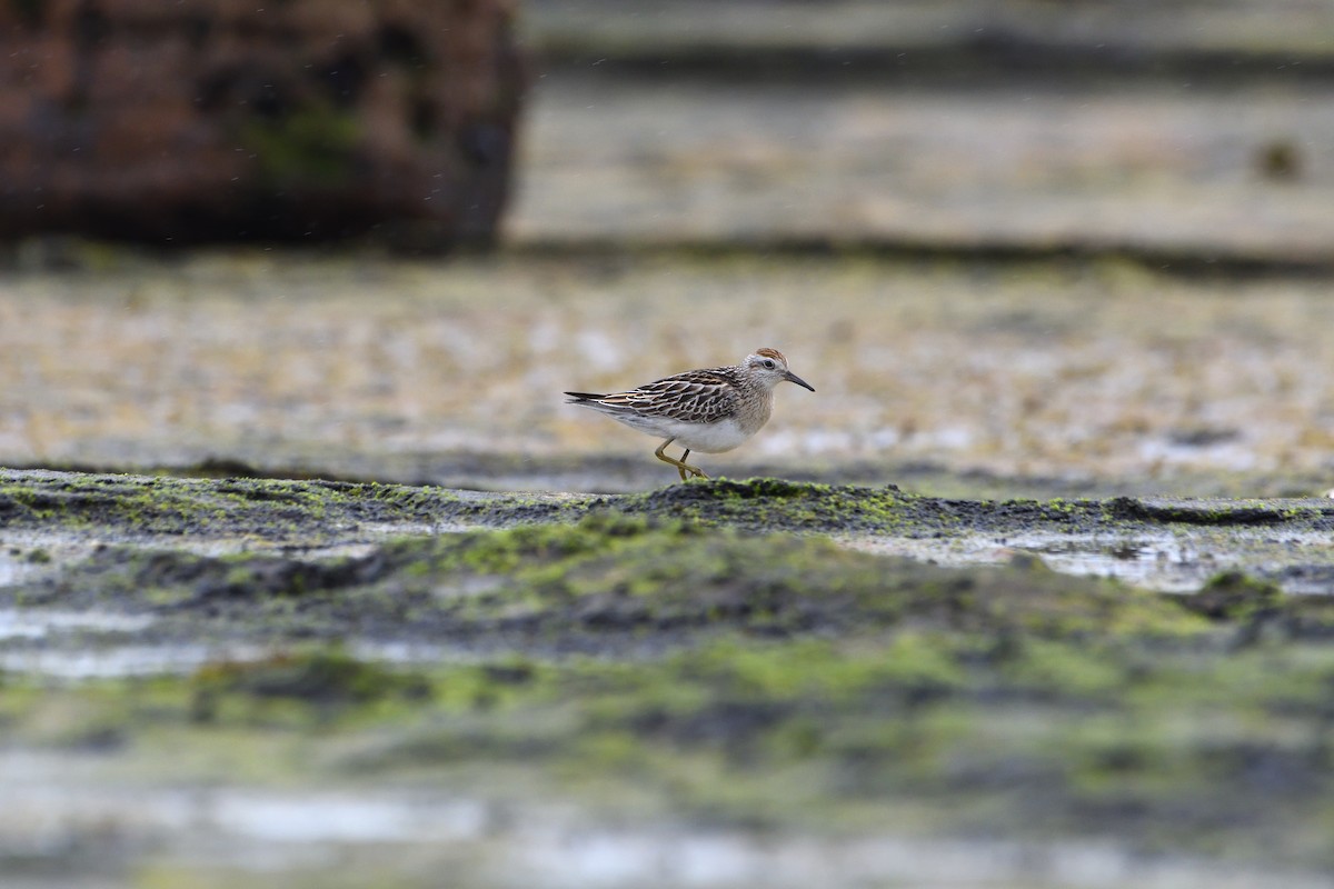 Sharp-tailed Sandpiper - ML611562312