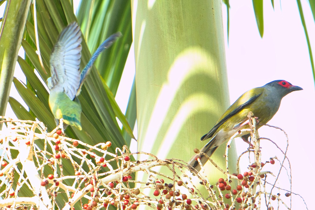 Rose-crowned Fruit-Dove - ML611562346