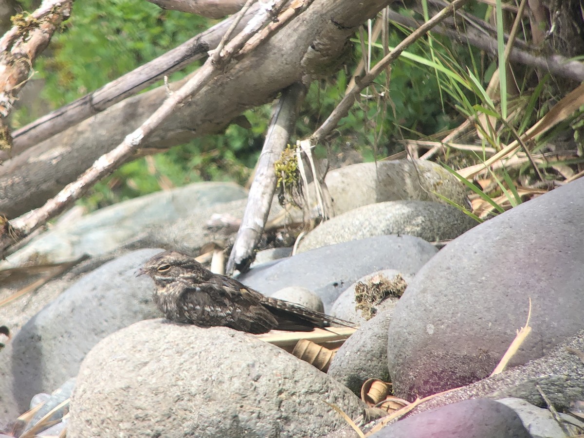 Ladder-tailed Nightjar - ML611562403