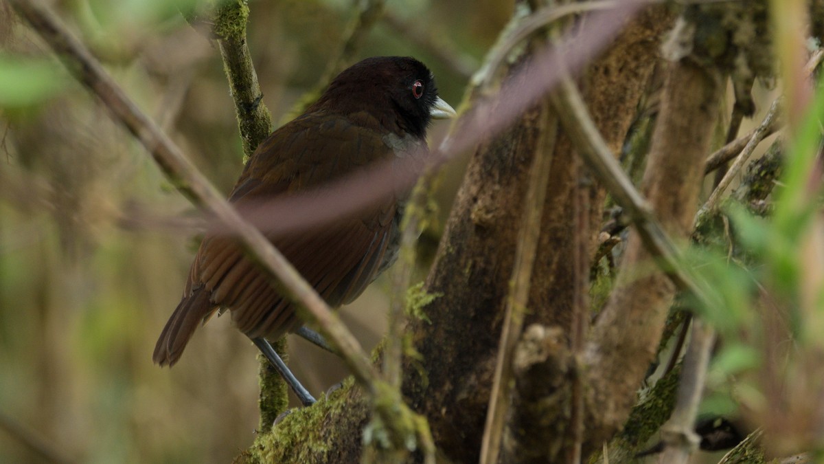 Pale-billed Antpitta - ML611562460