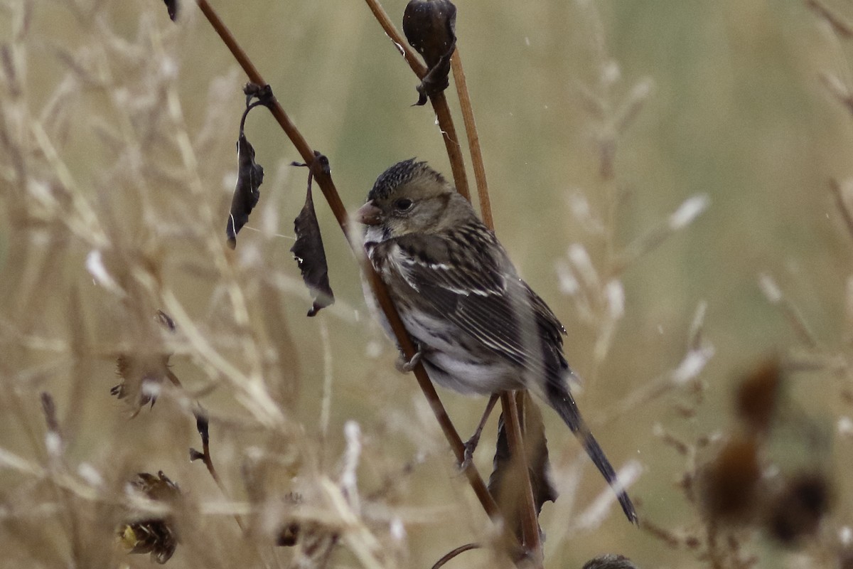 Harris's Sparrow - ML611562496