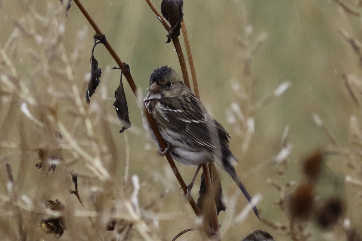 Harris's Sparrow - ML611562498