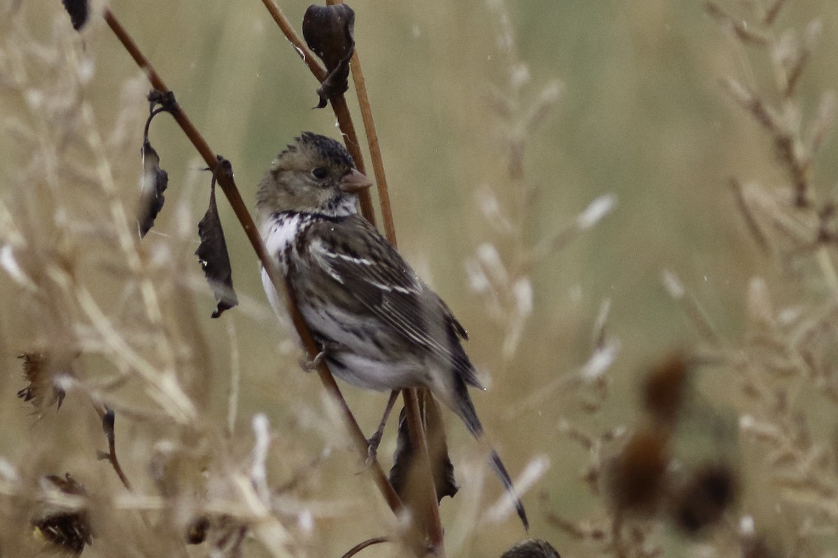 Harris's Sparrow - ML611562499