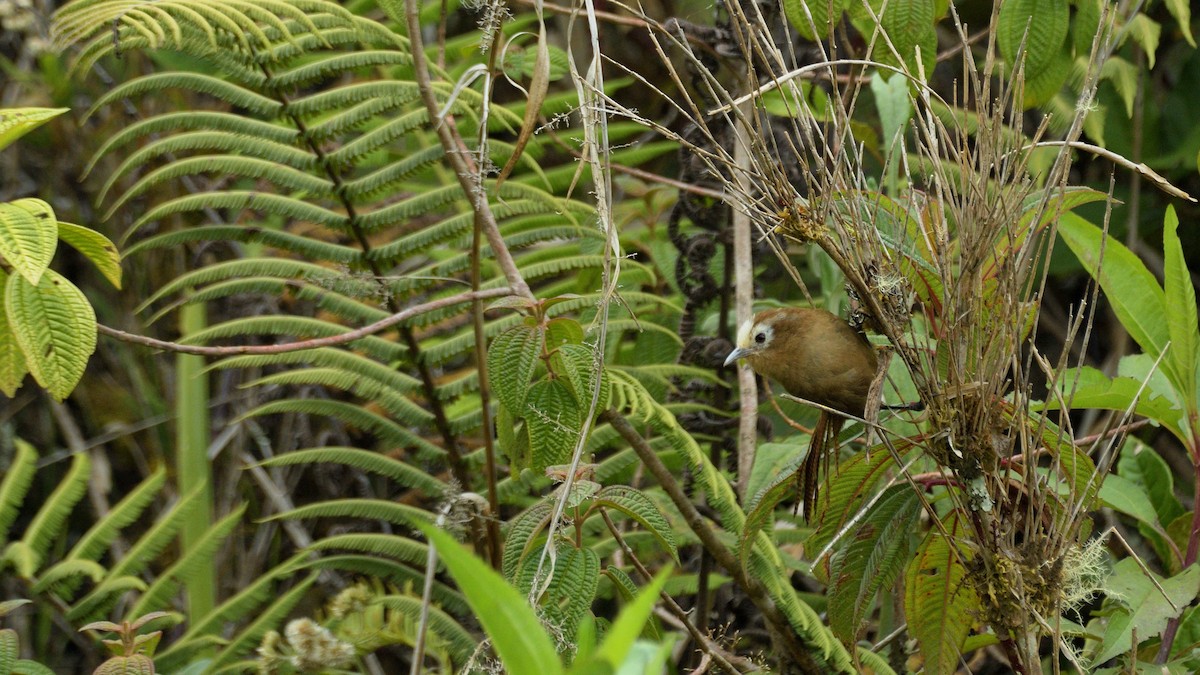 Peruvian Wren - ML611562503