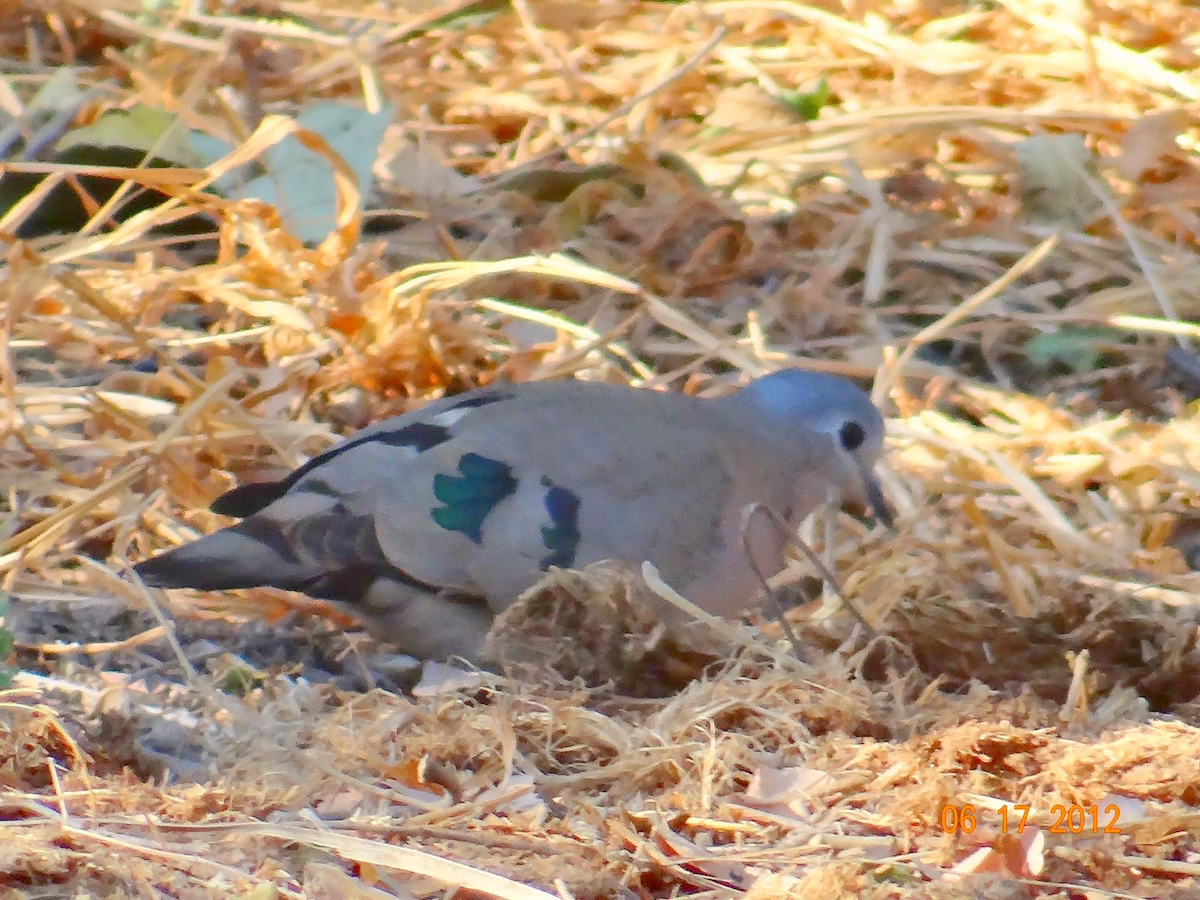 Emerald-spotted Wood-Dove - ML611562513