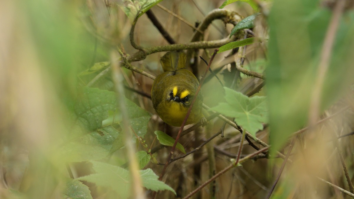 Citrine Warbler - ML611562520