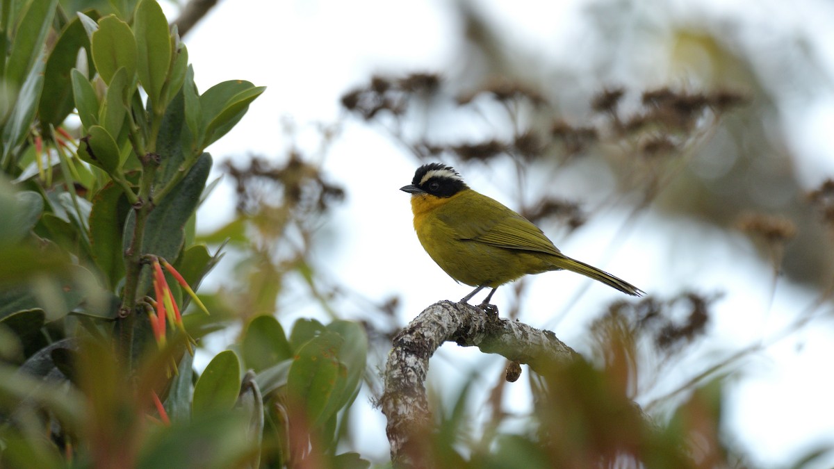 Black-capped Hemispingus (White-browed) - Miguel Aguilar @birdnomad