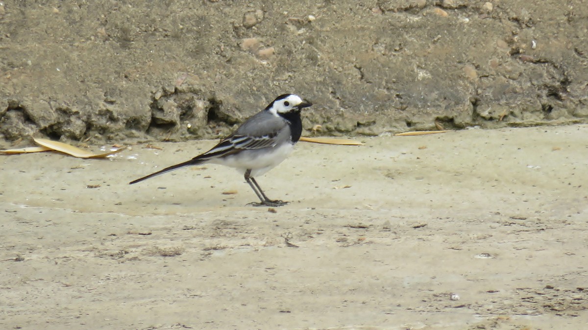 White Wagtail - Edward McKen