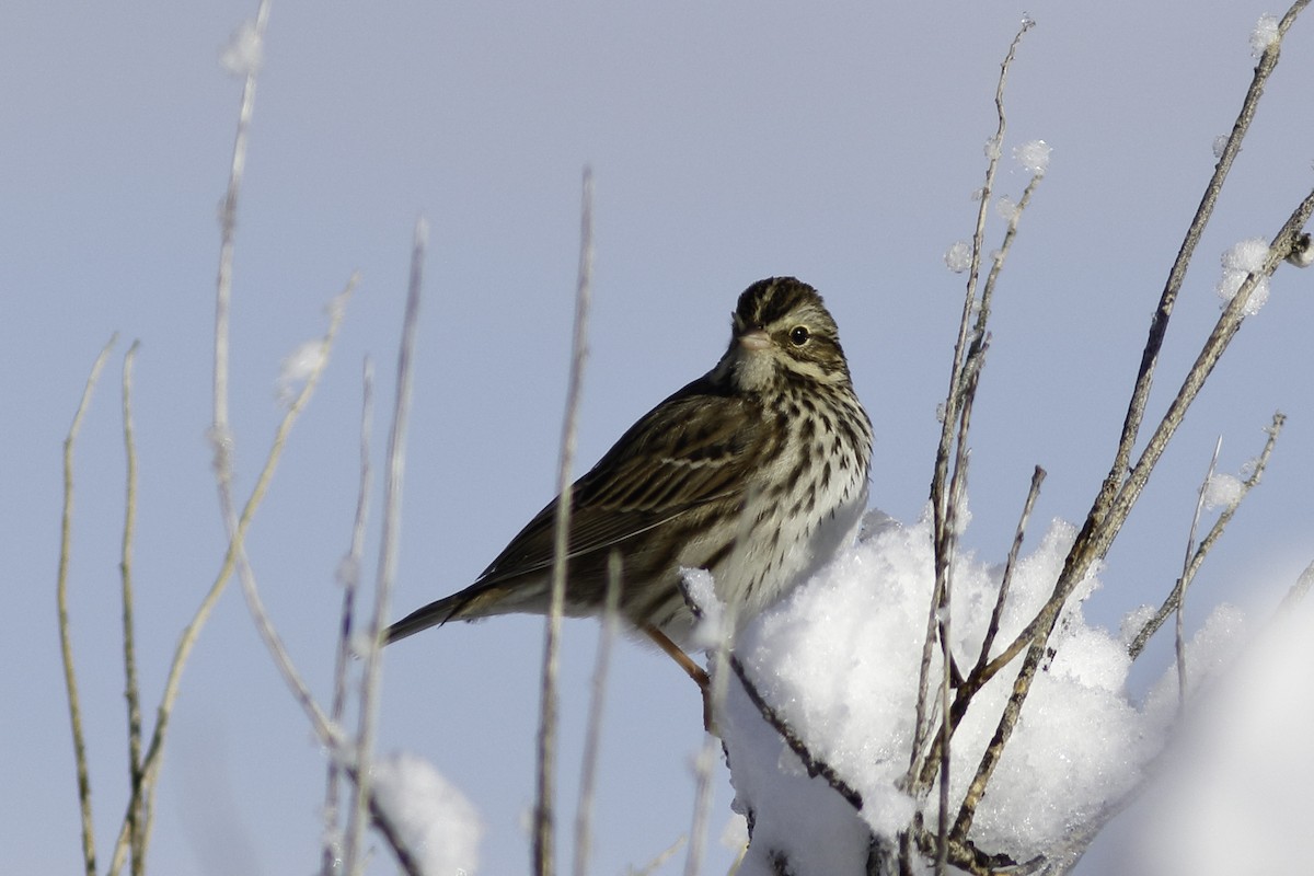 Savannah Sparrow - ML611562642