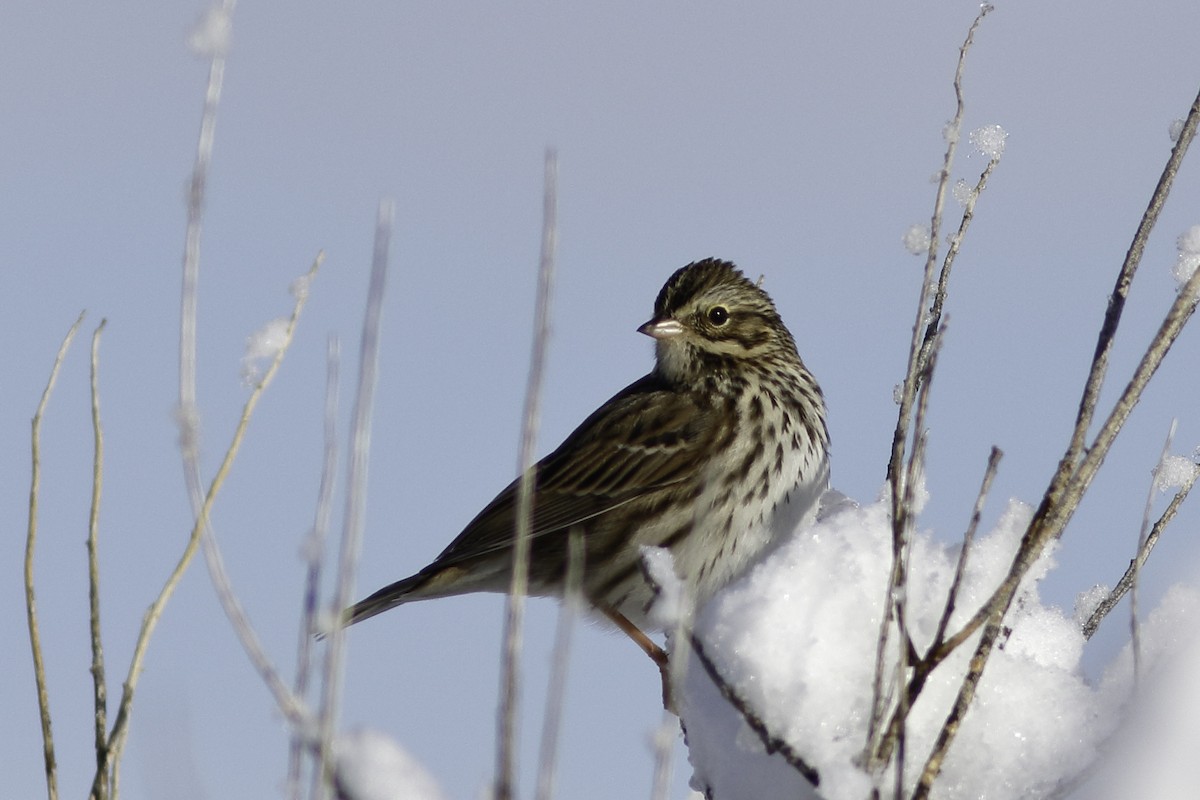 Savannah Sparrow - ML611562643