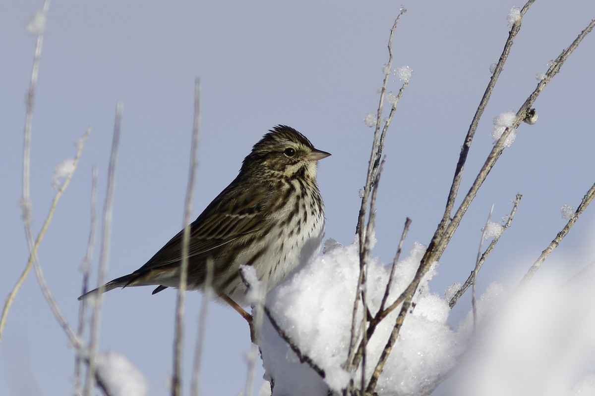 Savannah Sparrow - ML611562644