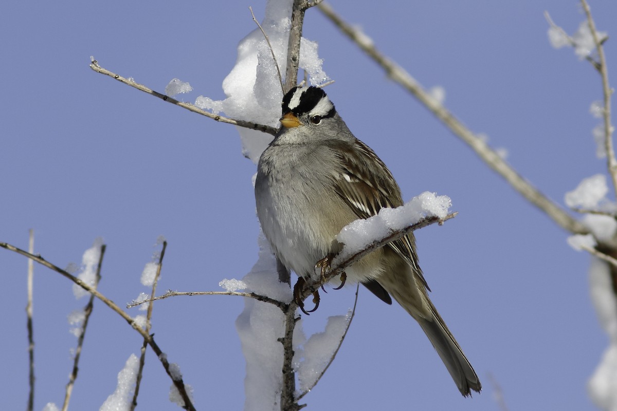 White-crowned Sparrow - ML611562652