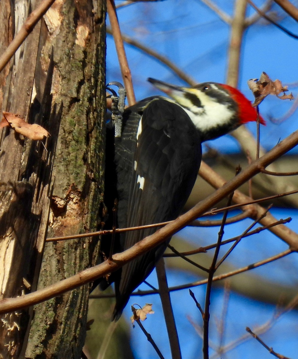 Pileated Woodpecker - ML611562697