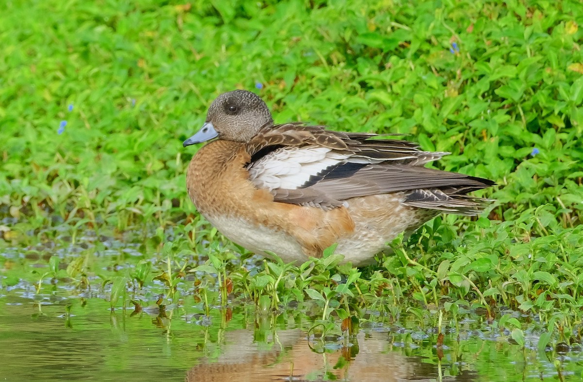 American Wigeon - ML611562710