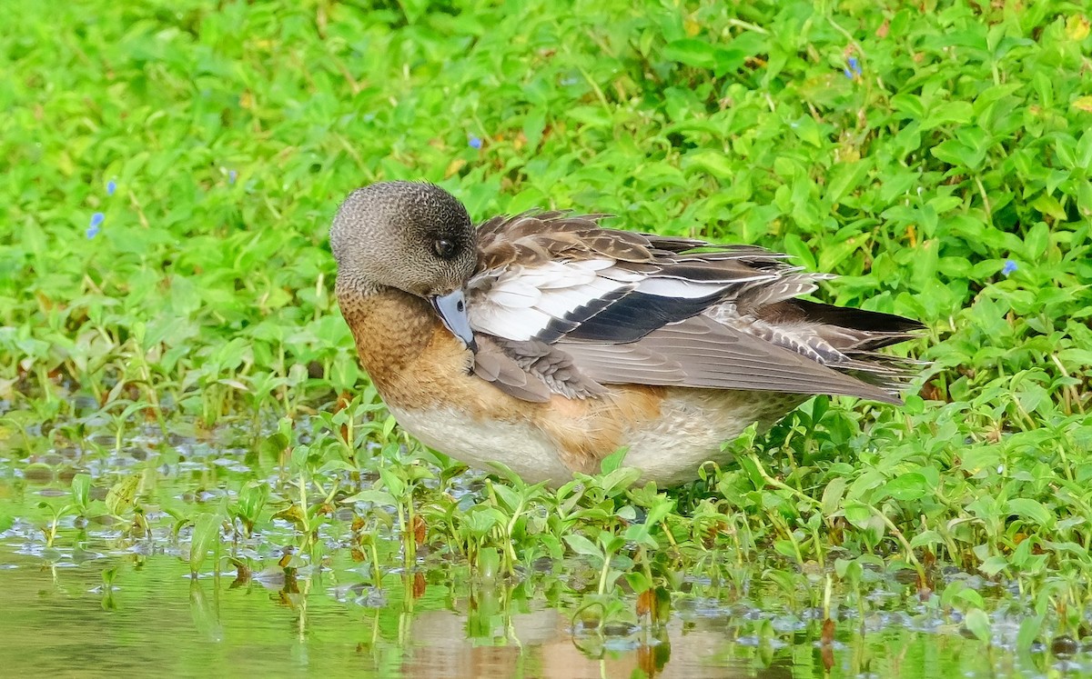 American Wigeon - ML611562779