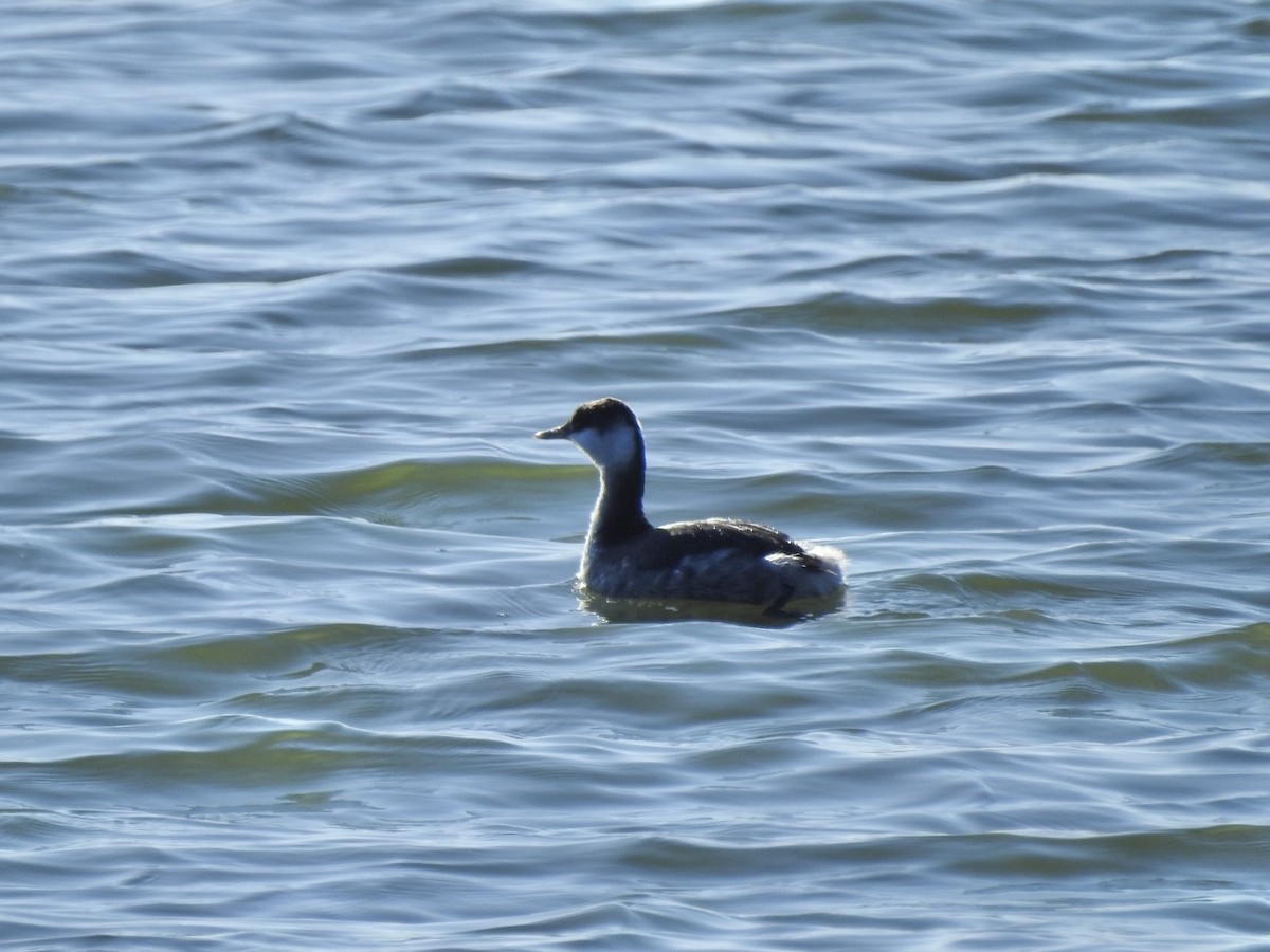 Horned Grebe - ML611562796