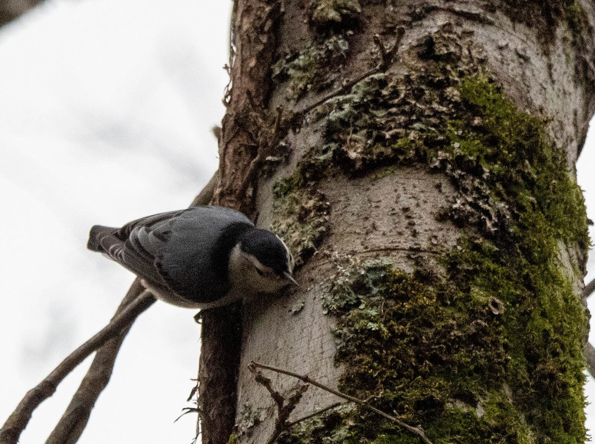 White-breasted Nuthatch - ML611562813
