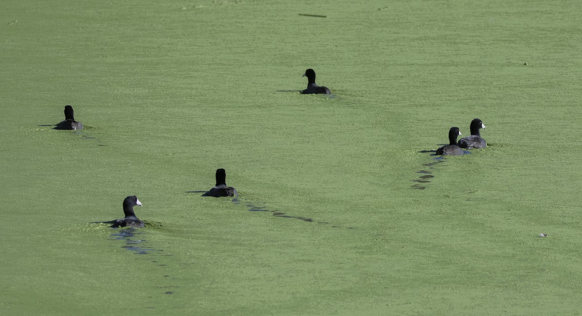 American Coot - ML611562830