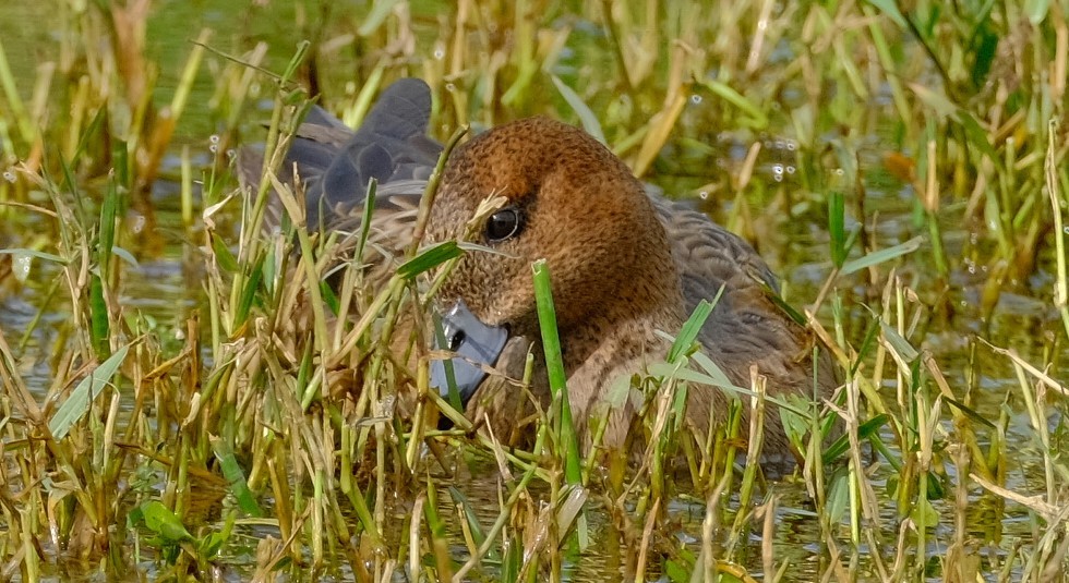 Eurasian Wigeon - ML611562928