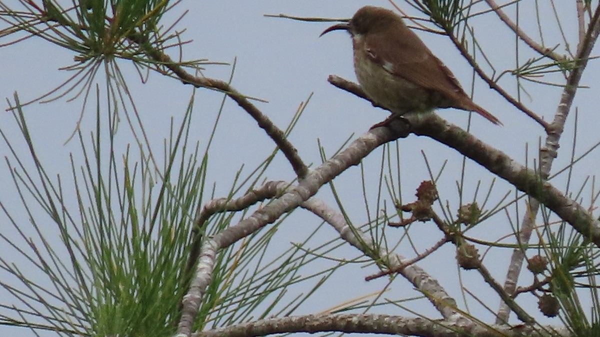 Scarlet-chested Sunbird - ML611562970