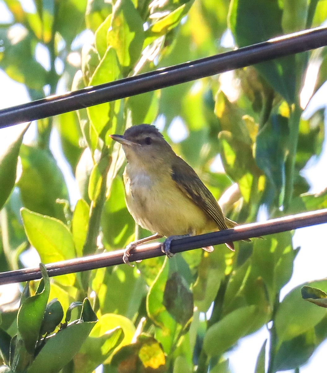 Yellow-green Vireo - ML611563014