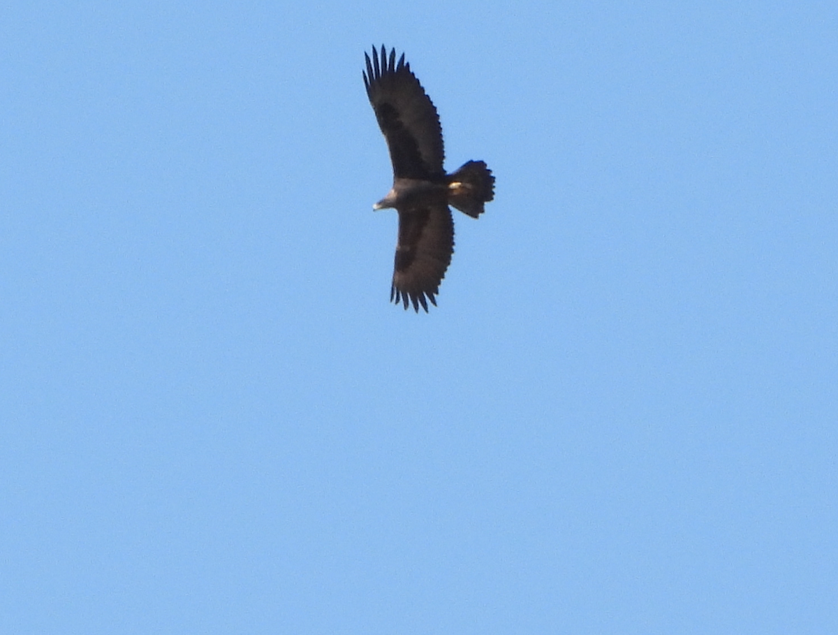 Golden Eagle - ML611563048