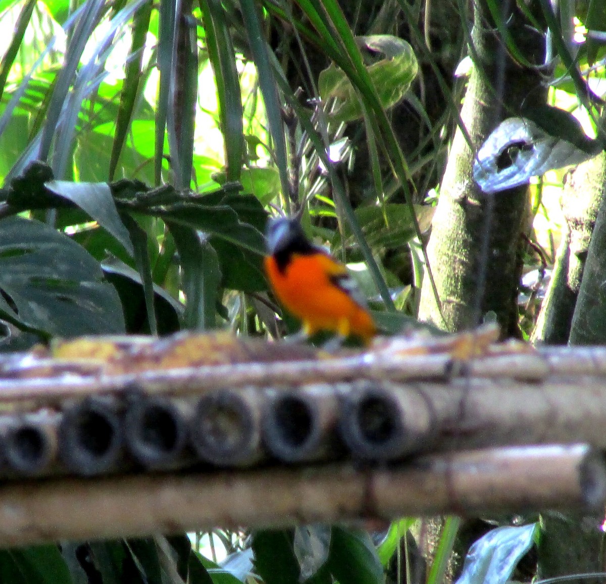 Orchard Oriole - ML611563106