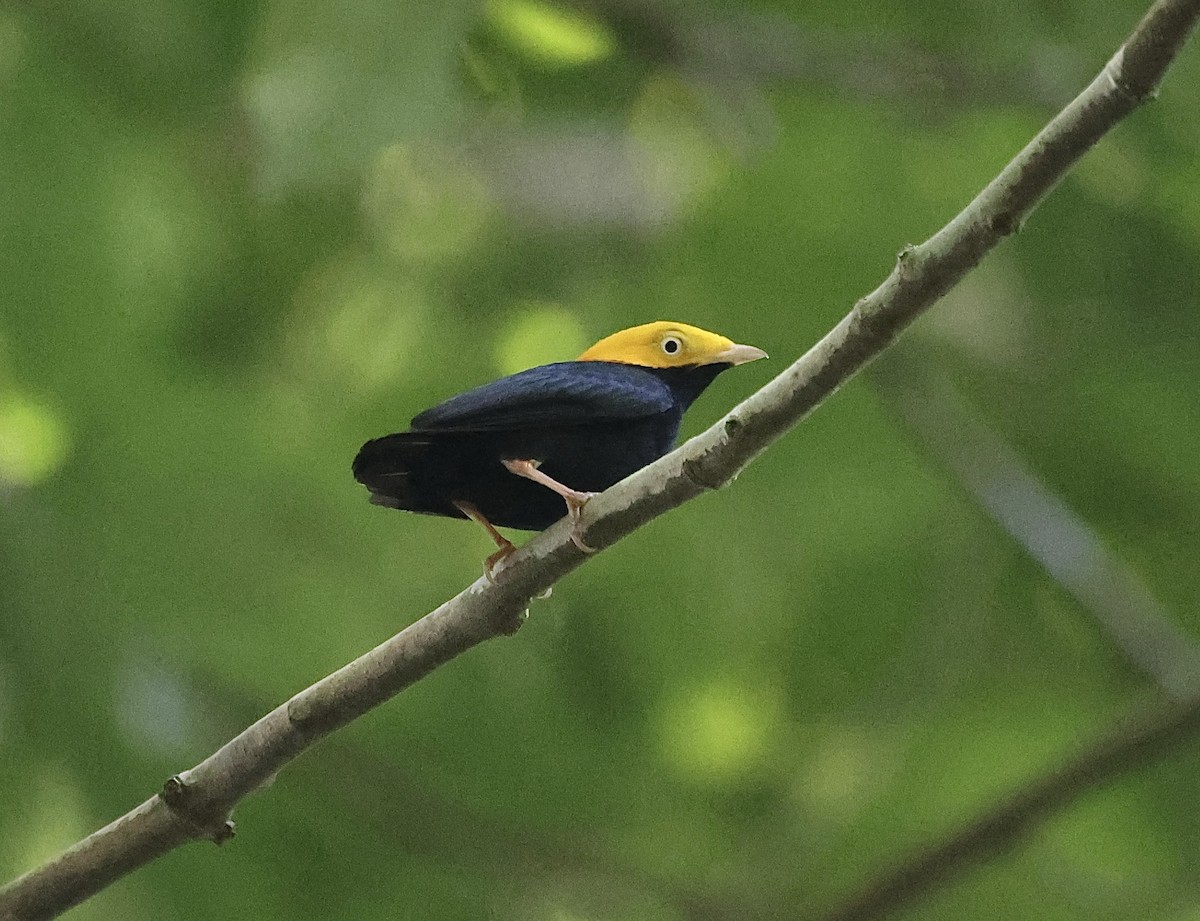 Golden-headed Manakin - ML611563109