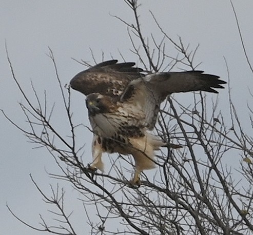 Red-tailed Hawk - ML611563282